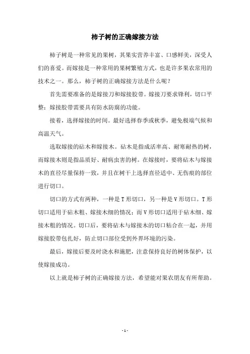柿子树的正确嫁接方法