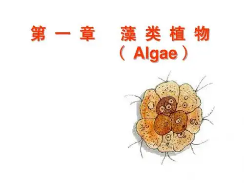 2-第一章 藻类植物-1-11