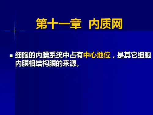 内质网