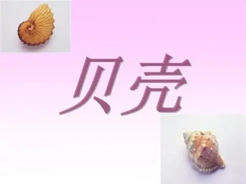 初中语文《贝壳》(共9张)ppt2
