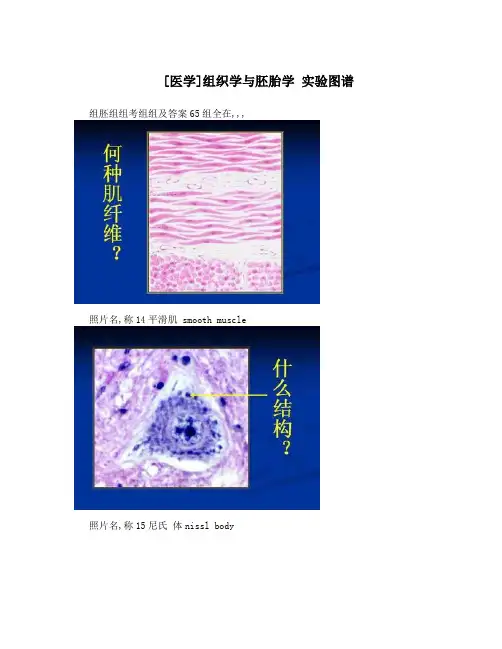 [医学]组织学与胚胎学 实验图谱