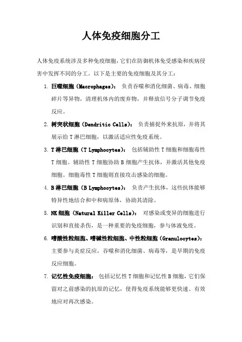 人体免疫细胞分工