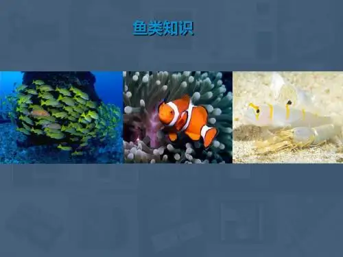 鱼类 ppt 小学