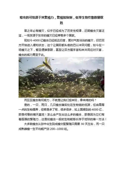 蝗虫的可怕源于其繁殖力，繁殖如复制，低等生物终靠数量取胜