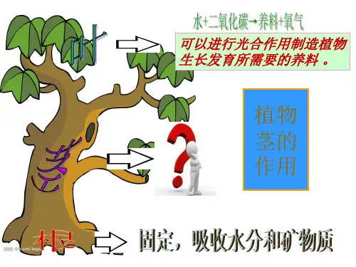 15茎越长越高