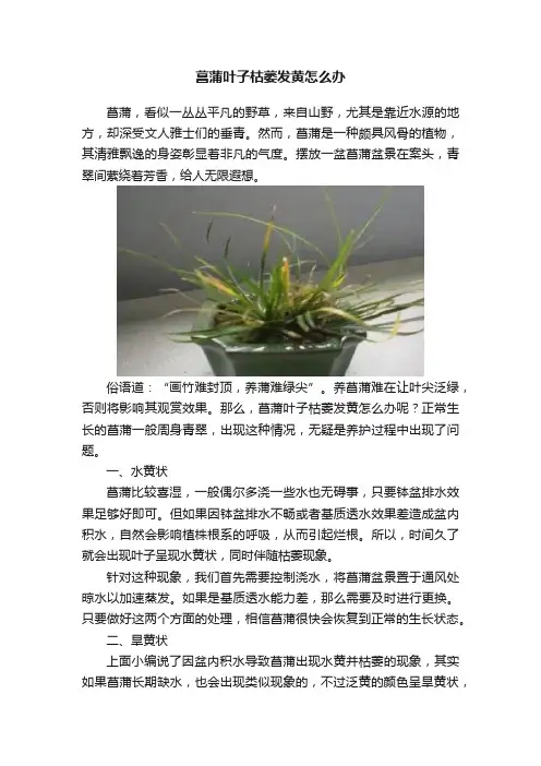 菖蒲叶子枯萎发黄怎么办
