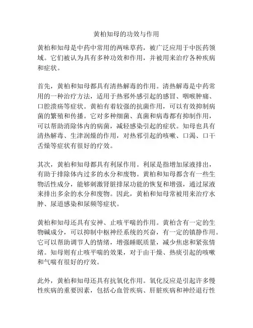 黄柏知母的功效与作用