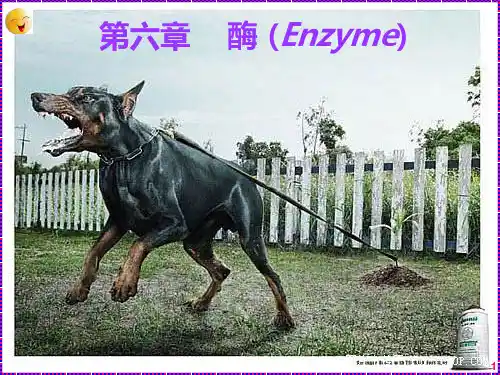 生物化学课件第六章  酶(化学)