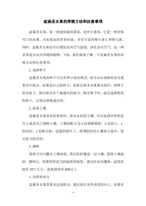盆栽圣女果的养殖方法和注意事项