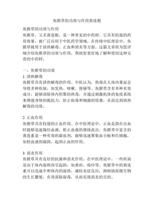 鱼腥草的功效与作用黄连根
