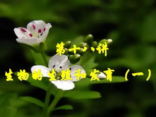 第21章第一节生物的无性生殖