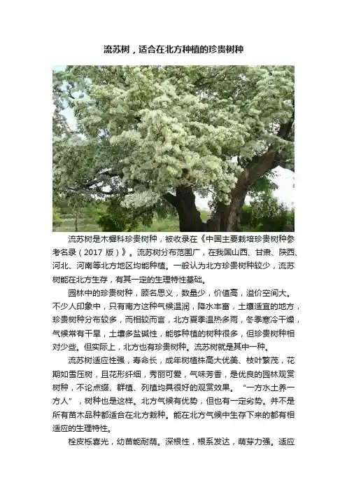 流苏树，适合在北方种植的珍贵树种