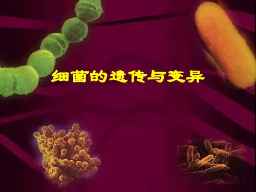 细菌的遗传与变异精品PPT课件