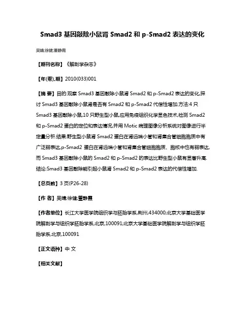 Smad3基因敲除小鼠肾Smad2和p-Smad2表达的变化