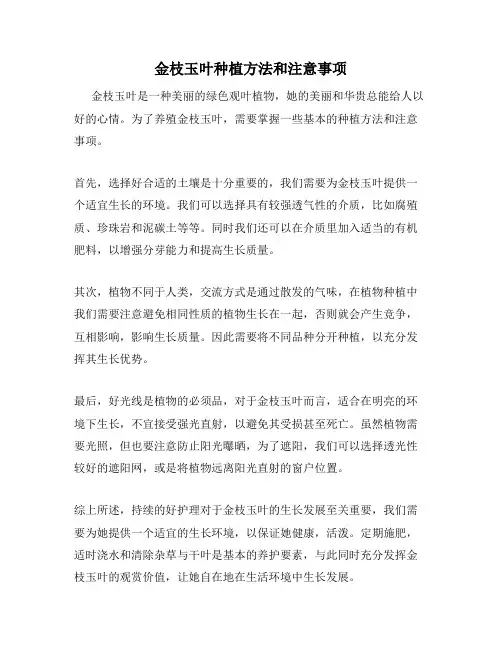 金枝玉叶种植方法和注意事项