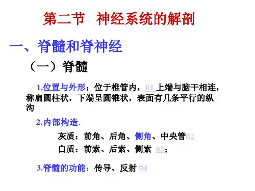 第二节 神经系统的解剖1——脊髓、脊神经