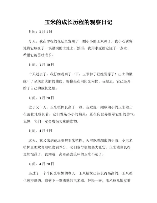 小学三年级作文玉米的成长历程的观察日记