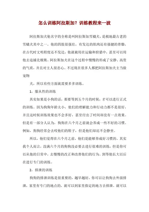 怎么训练阿拉斯加？训练教程来一波