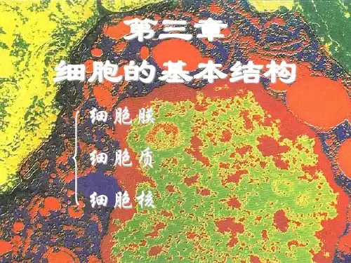 人教版教学课件第三节细胞核-系统的控制中心(陈剑)