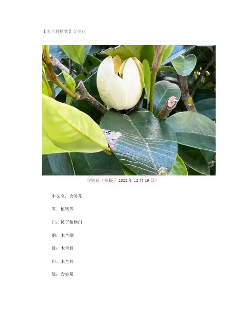【木兰科植物】含笑花