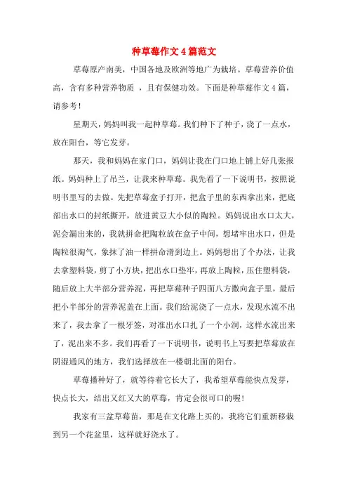 种草莓作文4篇范文