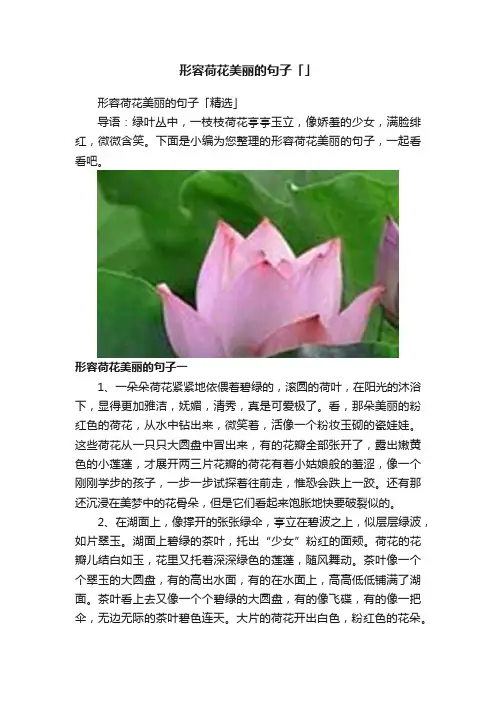 形容荷花美丽的句子「」