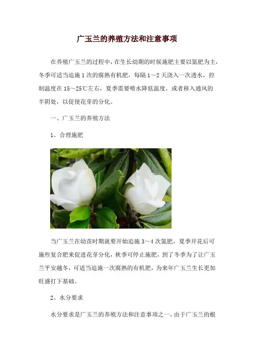 广玉兰的养殖方法和注意事项