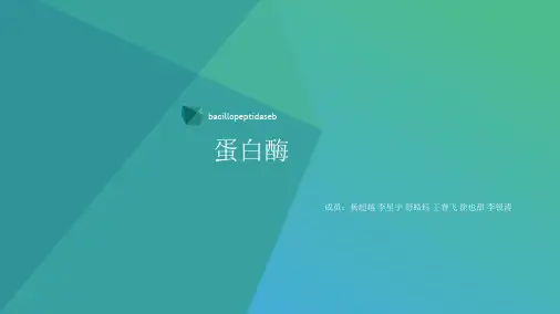 酶学-蛋白酶
