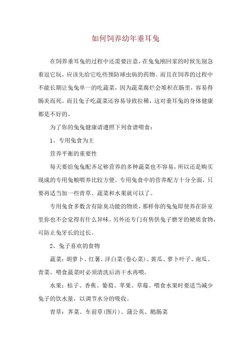 如何饲养幼年垂耳兔