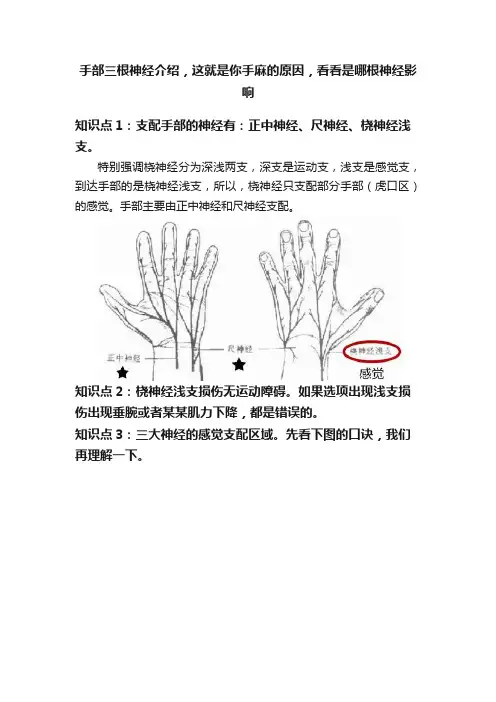 手部三根神经介绍，这就是你手麻的原因，看看是哪根神经影响