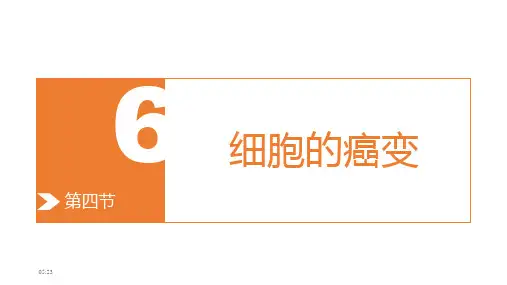高中生物 人教版 高中生物 必修一 第六章第四节 细胞的癌变(共35张PPT)