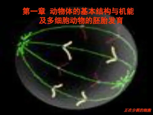 动物生物学动物细胞、组织、器官和系统ppt课件