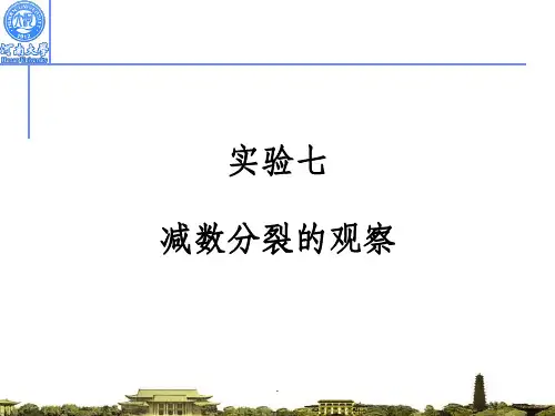 减数分裂的观察