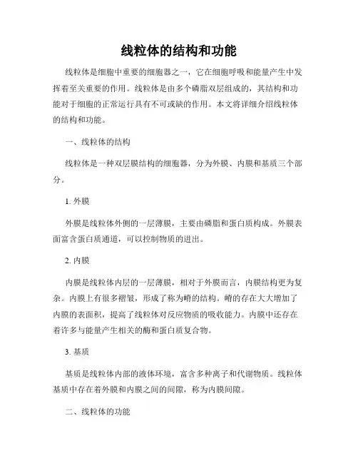 线粒体的结构和功能
