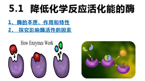 降低化学反应活化能的酶(第一课时)课件-2022-2023学年高一上学期生物人教版(2019)必修1