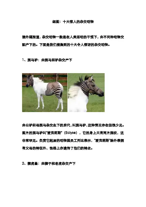 组图：十大惊人的杂交动物