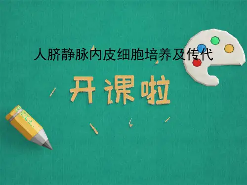 人脐静脉血管内皮细胞HUVEC