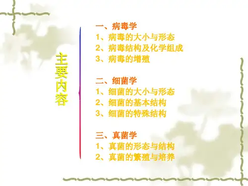 细菌的基本结构3