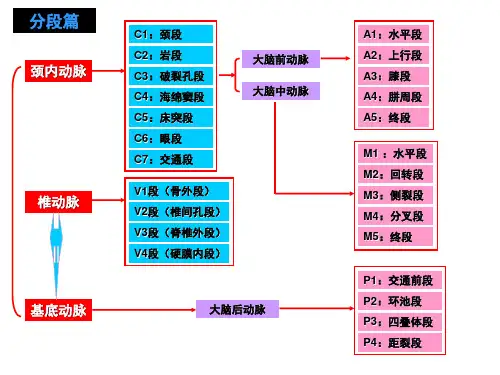 脑动脉解剖图解