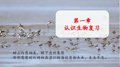 第一章 认识生物(复习课件)七年级生物上册(人教版2024)