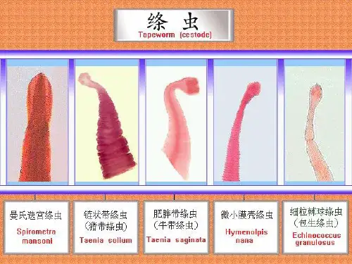 牛带绦虫病PPT课件