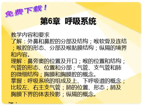 解剖学基础课件第6章 呼吸系统