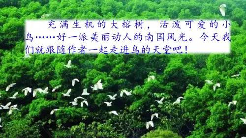 《鸟的天堂》精选(共53张PPT)