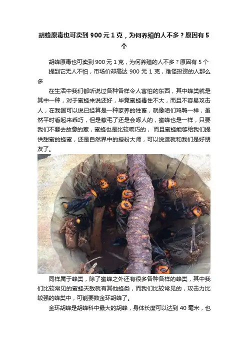 胡蜂原毒也可卖到900元1克，为何养殖的人不多?？原因有5个