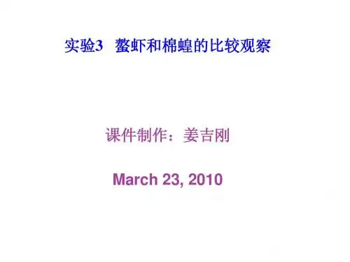 螯虾和棉蝗的比较解剖