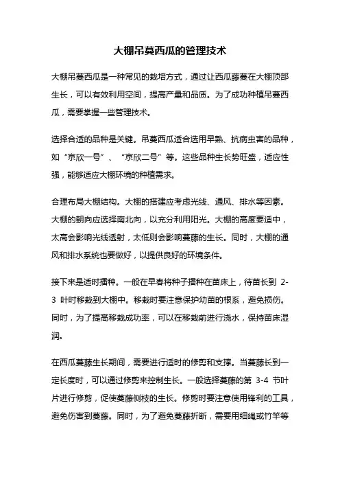 大棚吊蔓西瓜的管理技术