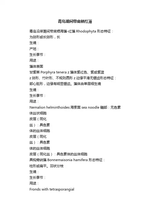 青岛潮间带底栖红藻