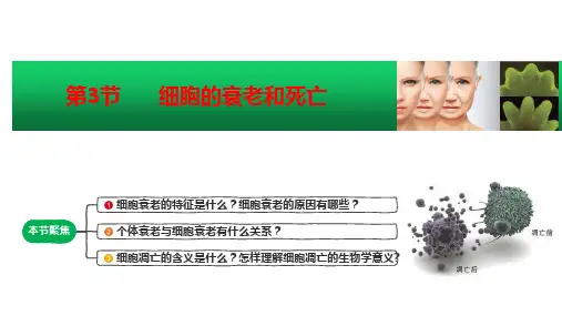 细胞的衰老和死亡课件高一上学期生物人教版必修1