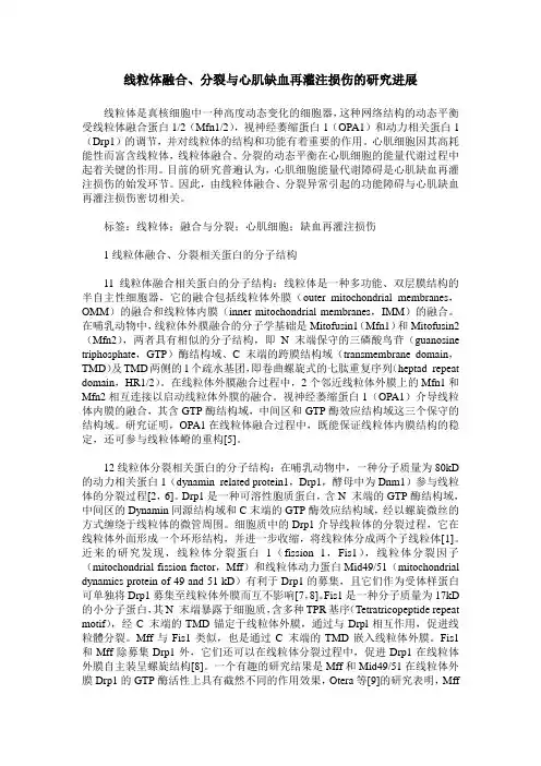 线粒体融合、分裂与心肌缺血再灌注损伤的研究进展