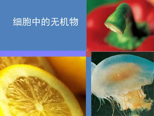 第5节  细胞中的无机物